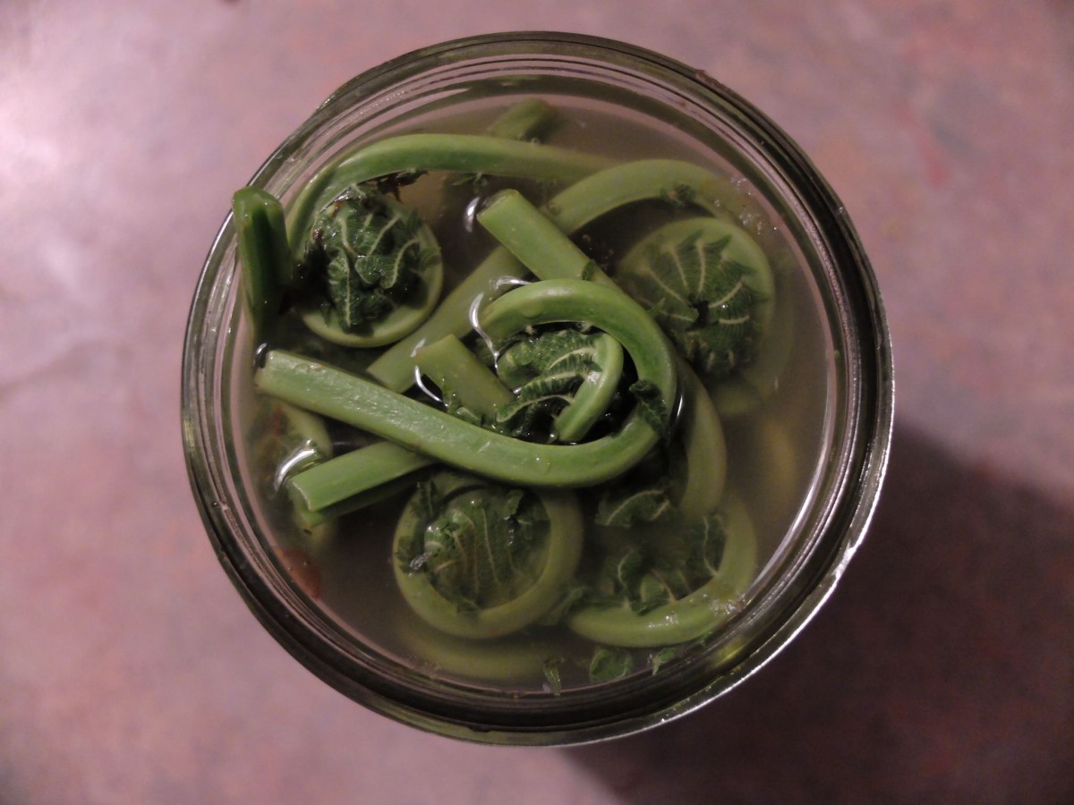 Fiddleheads (aka fernie&nbsp;sanders)